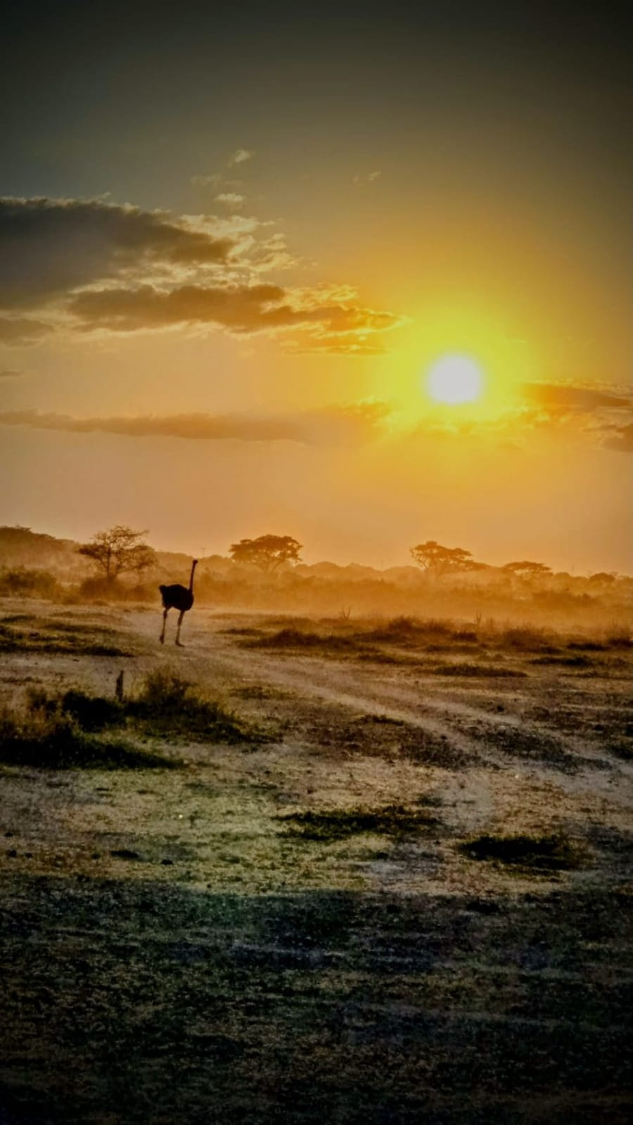 mashamitjeepsafaris (30)