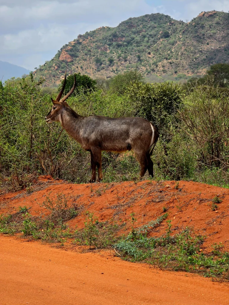mashamitjeepsafaris (58)