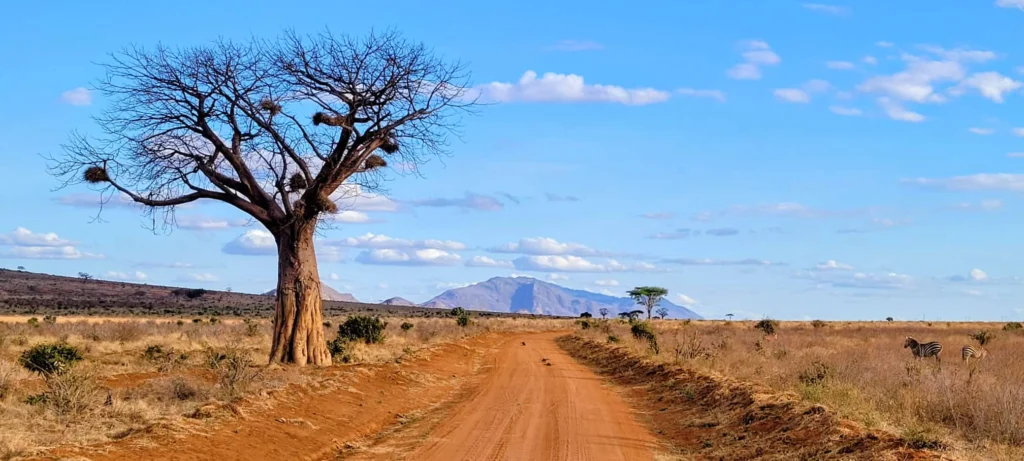 mashamitjeepsafaris (7)